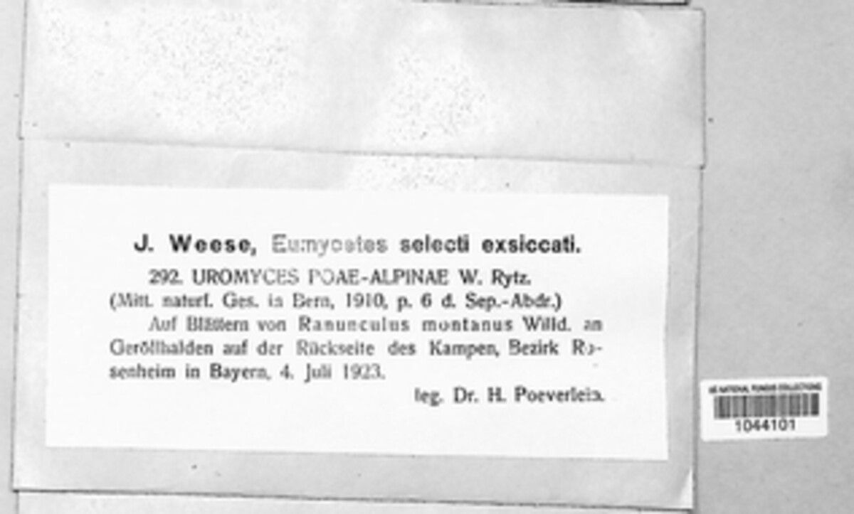 Uromyces dactylidis image